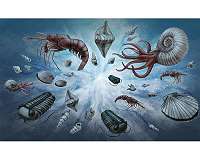 Do animals control earth's oxygen level