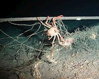 Spotlight on marine litter