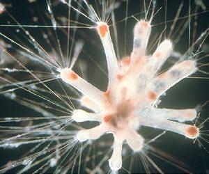 First global atlas of marine plankton reveals remarkable underwater world