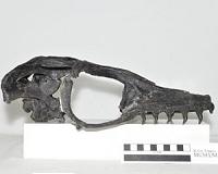 International research partnership yields discovery of a new fossil species