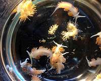 Tsunami enabled hundreds of aquatic species to raft across Pacific