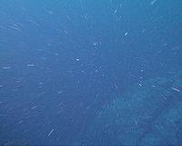 'Marine snow' drifts buoy life on ocean floor