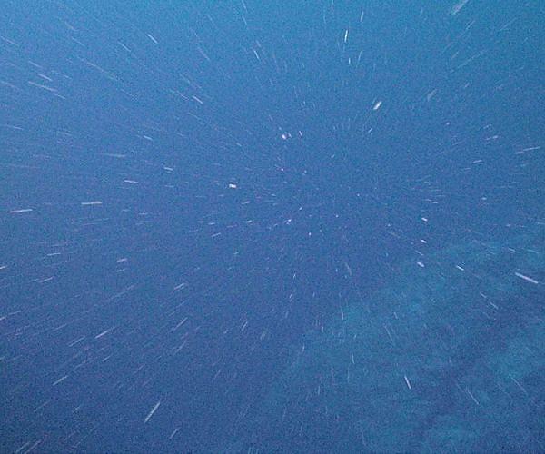 Plankton inflate to six times their size for oceanic migration