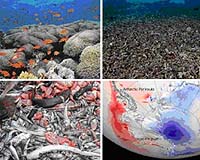 Risk Of Extinction Accelerated Due To Interacting Human Threats