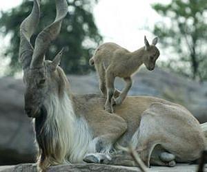 Starving goats to hit Indian pashmina production