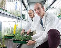 How plant cell compartments 'chat' with each other