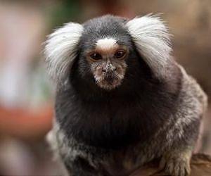 Marmoset monkeys know polite conversation