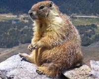 Marmot at source of China plague: WHO