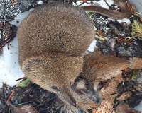 Arctic shrews, parasites indicate climate change effect on ecosystems