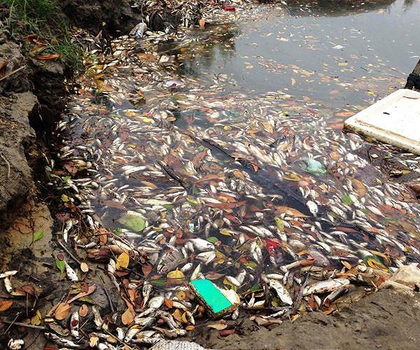 Germany, Poland say toxic algae found after fish deaths