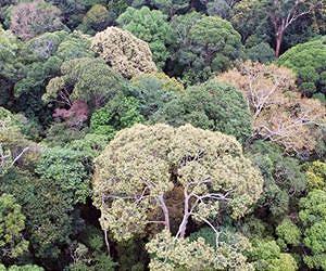 Drought makes Borneo's trees flower at the same time