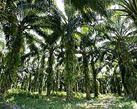 Converting land for biofuel worsens global warming: study