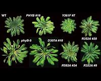 Tricking plants to see the light may control the most important twitch on Earth