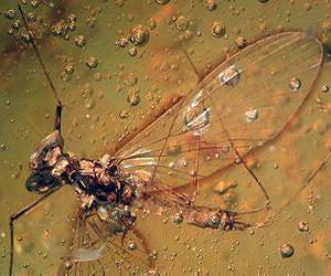 16 million-year-old amber specimen reveals unknown animal behaviors