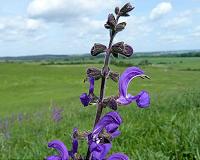 Grasslands hold potential for increased food production