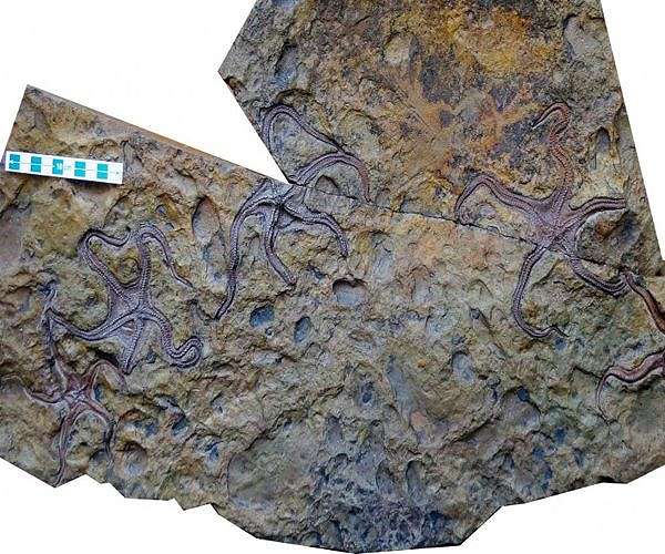 Geologists produce new timeline of Earth's Paleozoic climate changes