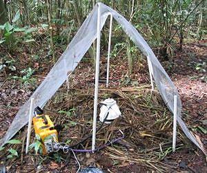 Increased tropical forest growth could release carbon from the soil