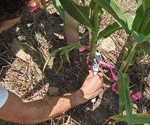 Corn yield prediction model uses simple measurements at a specific growth stage
