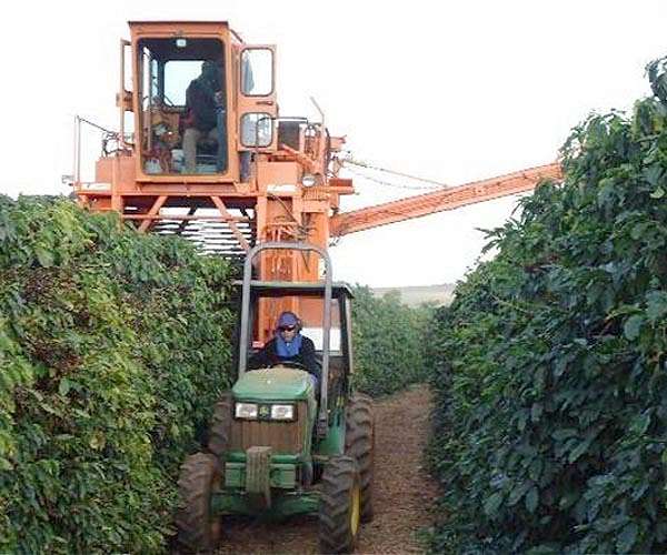 Coffee price heats up on tight Brazil crop fears
