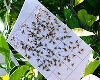 Balkan States Consider Sterile Insect Technique Against Mediterranean Fruit Fly