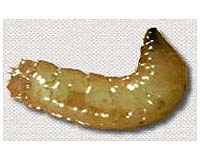 Maggots A Boon To Mexico Health System