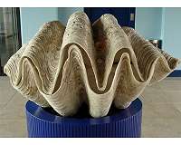 Tiny killer threatens giant clam, aquatic emblem of the Med