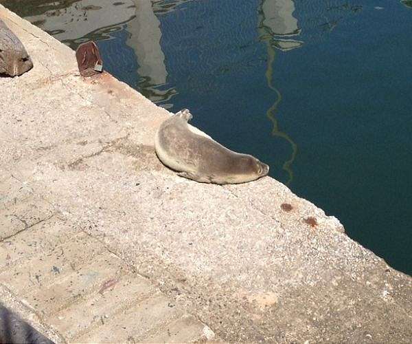 Albania pushes out boat to save world's rarest seal
