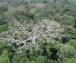 Study Finds Severe Climate Jeopardizing Amazon Forest