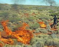 Kangaroos win when Aborigines hunt with fire