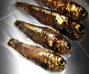 Ocean fish acquire more mercury at depth
