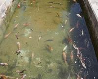 How many organisms do live in this aquatic habitat?