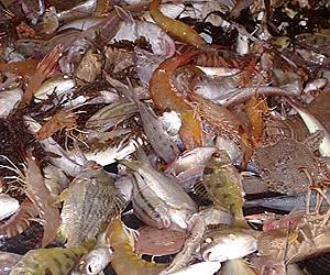 EU Council agrees to limit fish discards