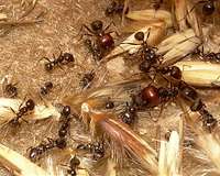Recruiting ants to fight weeds on the farm