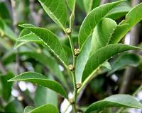 New species of metal-eating plant discovered in the Philippines