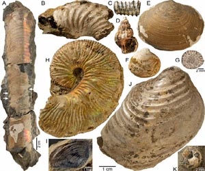 Ammonites Found Mini Oases at Ancient Methane Seeps