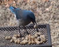 Birds 'weigh' peanuts and choose heavier ones