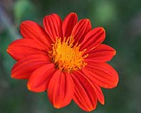 Mexican sunflower origin is determined