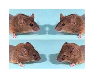 Seven new mice species found in Philippines
