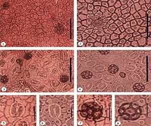 How plants respond to the changing environment in geological time periods