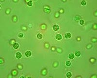 Toward the next biofuel: Secrets of Fistulifera solaris
