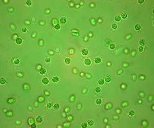 Can Algae-Derived Oils Support Large-Scale, Low-Cost Biofuels Production?
