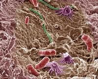 Chemical engineers let hard-working cells live, kill lazy cells