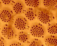 Oil-dwelling bacteria are social creatures in Earth's deep biosphere