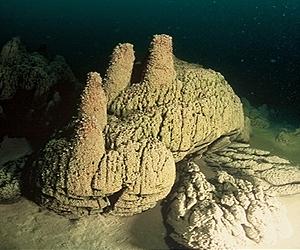 What Do You Call A Microbialite?