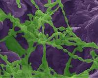 Microorganisms in parched regions extract needed water from colonized rocks