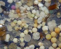 Deep-sea creatures are eating microplastics, new evidence confirms