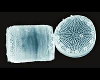 Genetic switch lets marine diatoms do less work at higher CO2