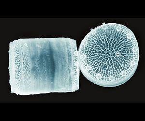 Diatom biosensor could shine light on future nanomaterials
