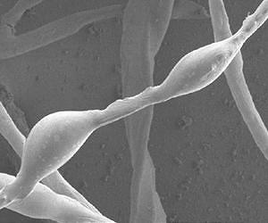 Cotton offers a new ecologically friendly way to clean up oil spills