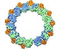 Atomic view of microtubules